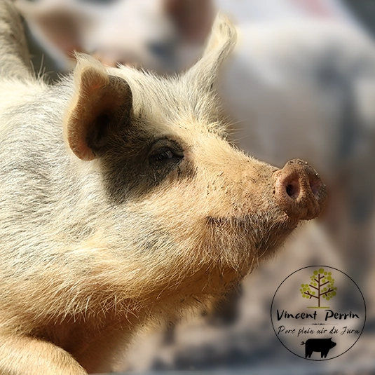 cochon de race Naïma pour produire une bonne viande de porc bio